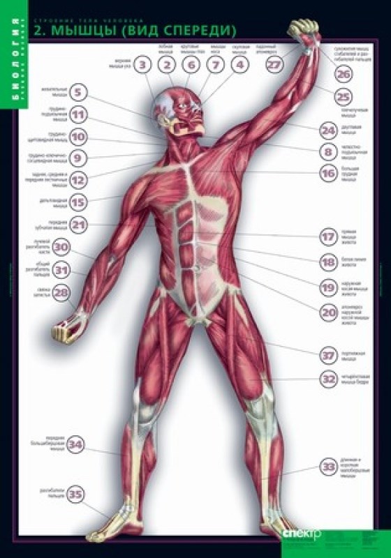 Биология строение тела человека. Строение тела человека. Мышцы тела человека. Анатомия человека наглядно.